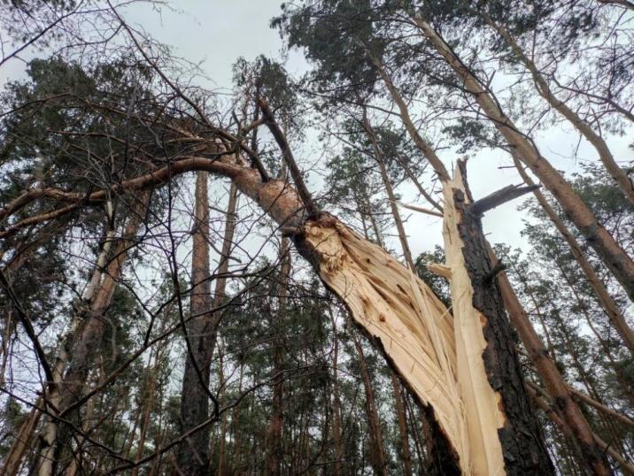 Zdjęcie&#x20;przedstawia&#x20;pień&#x20;sosny&#x20;złamanej&#x20;przez&#x20;wichurę&#x2e;&#x20;Fot&#x2e;&#x20;Archiwum&#x20;Nadleśnictwa&#x20;Grodziec